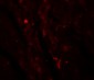 IDH2 Antibody